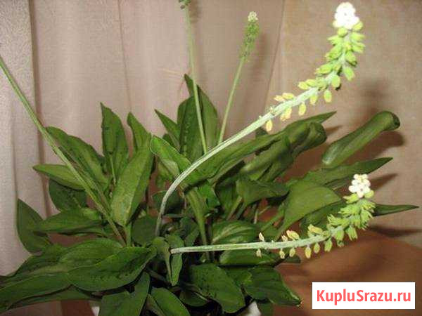 Комнатные цветы Краснокаменск - изображение 1