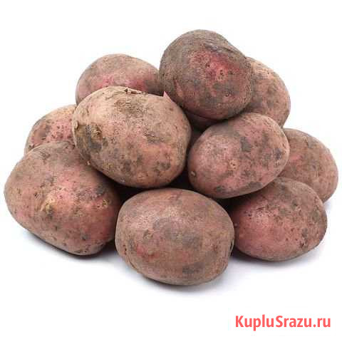 Картофель Чита - изображение 1