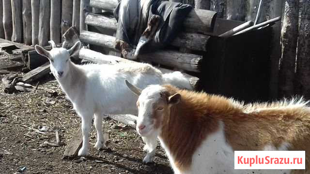 Продам 2 коз И козла Магнитогорск - изображение 1