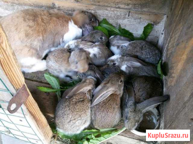 Крольчиха. Французский баран Кинешма - изображение 1