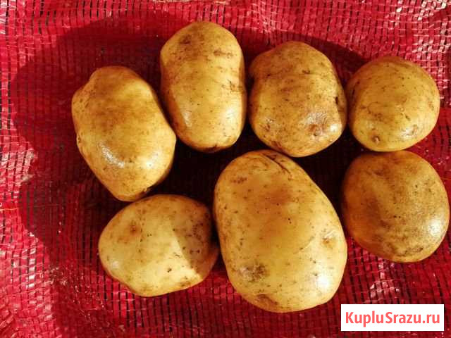Картофель Уссурийск - изображение 1