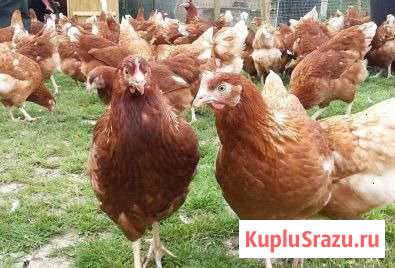 Несушки курочки Солнечногорск - изображение 1