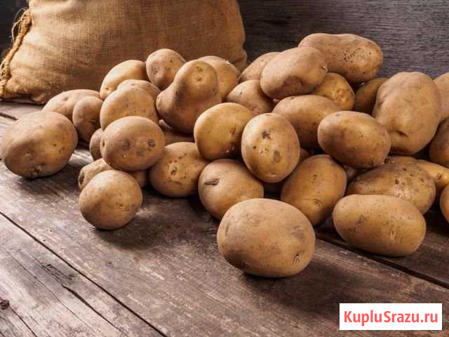 Картофель Жигулевск - изображение 1