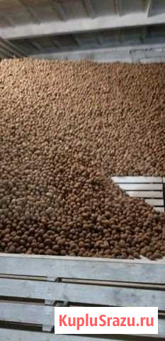 Картофель опт, розница в Санкт-Петербурге Санкт-Петербург - изображение 1