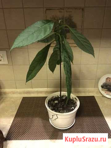 Авокадо Железнодорожный - изображение 1