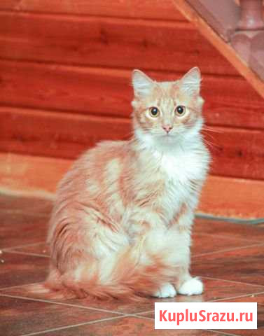 Котик подросток в добрые руки Московский - изображение 1