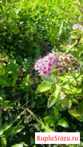 Спирея японская Бугры - изображение 1