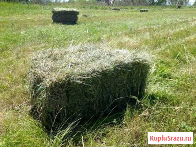 Сено в брикетах Прокопьевск - изображение 1