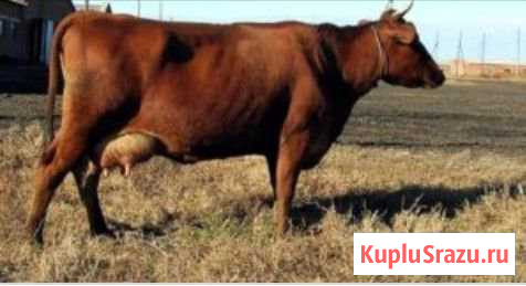 Корова Тверь - изображение 1