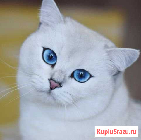 Ветеринарный врач Кострома - изображение 1