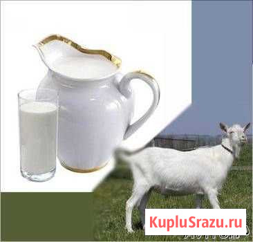 Молоко козье, сыр, творог. Все домашнее звоните Пироговский - изображение 1