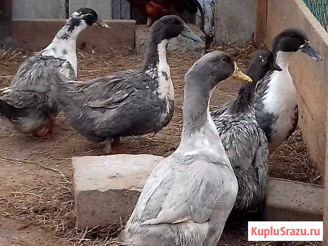 Утки Курган - изображение 1