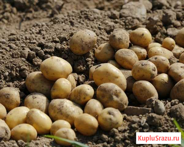 Картофель Каменск-Уральский - изображение 1