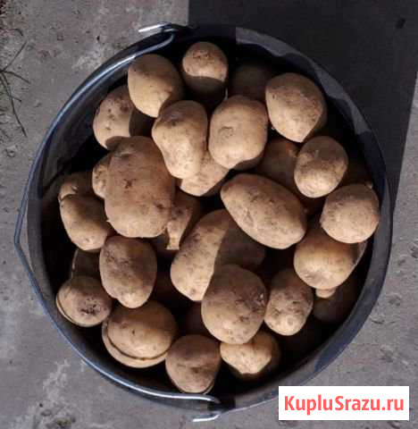 Картофель. Сорт Коломбо Бронницы - изображение 1