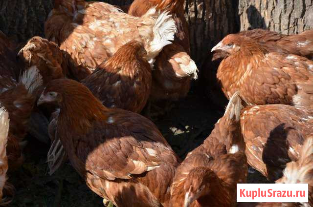 Куры молодки несушки молодые Фрязино - изображение 1