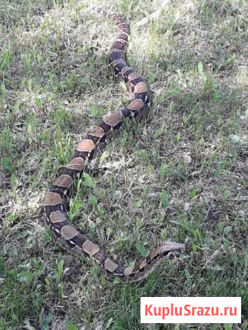 Императорский удав Boa constrictor, змеи, пауки Казань - изображение 1