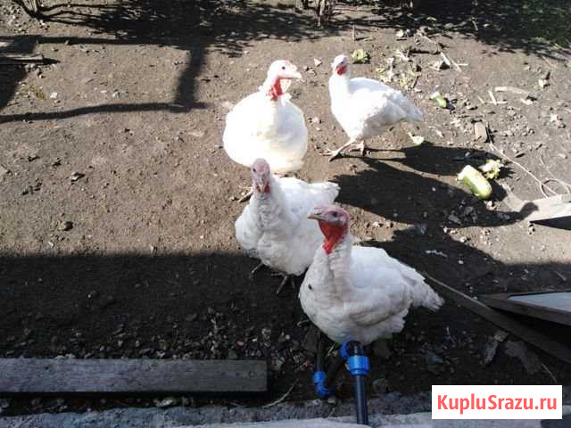 Индюк мясо Байкалово - изображение 1