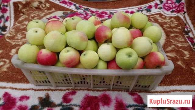 Яблоки зимние Камышин - изображение 1