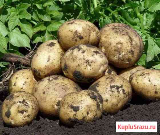 Картофель Черемхово
