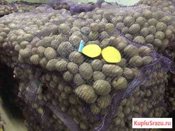 Картофель Старый Оскол