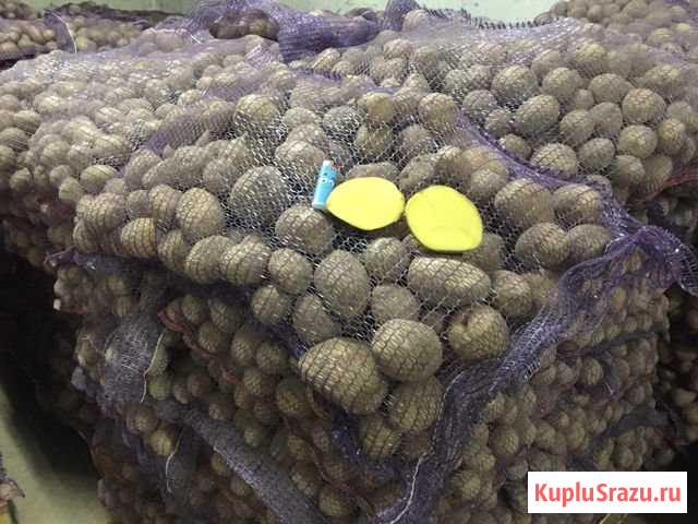 Картофель Старый Оскол - изображение 1