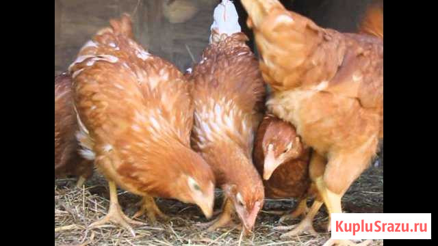 Куры несушки Павлово - изображение 1