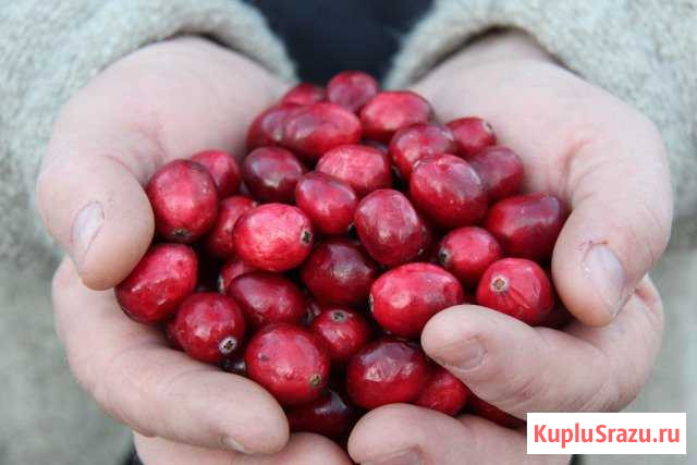 Продам клюкву чищеную Вологда - изображение 1