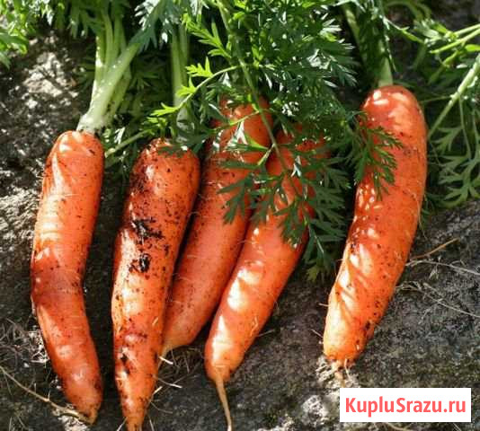 Морковь,свекла,картофель Мариинск - изображение 1