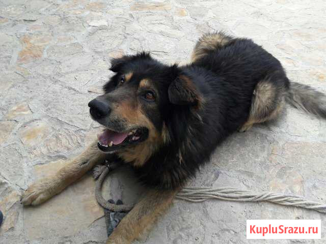 Ищем надежного хозяина Оренбург - изображение 1