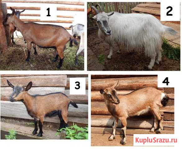 Козы дойные и козочки Братск - изображение 1