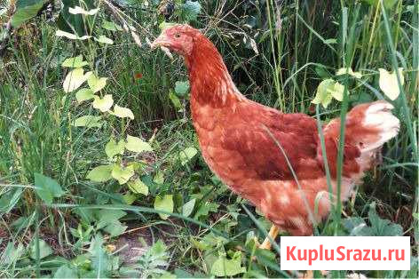 Курочки несушки Всеволожск - изображение 1