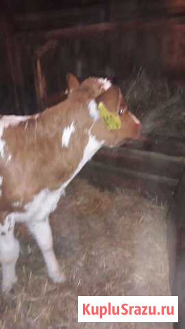 Тёлки айширской породы Воронеж - изображение 1