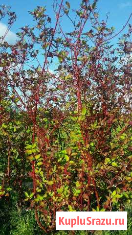 Дёрен белый Бугры - изображение 1