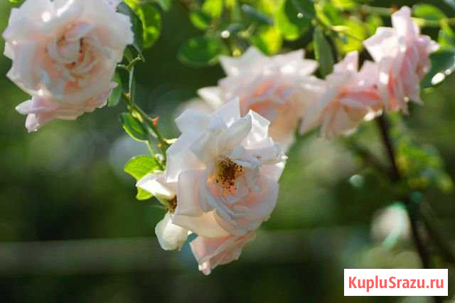 Взрослая плетистая роза Нью Доун (New Dawn) Жуковский - изображение 1