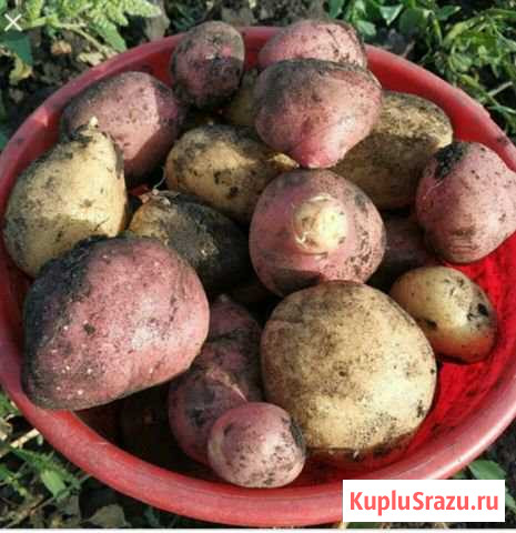 Домашний картофель Ярцево - изображение 1