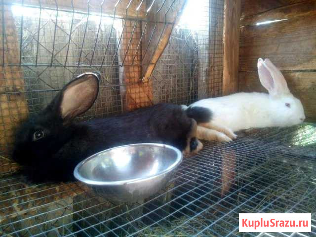Кролики Елец - изображение 1