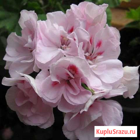 Пеларгония Новокузнецк - изображение 1