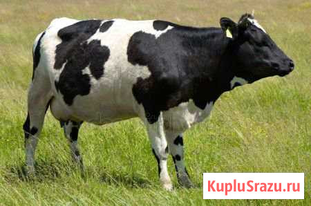 Продам телку Ясногорский - изображение 1