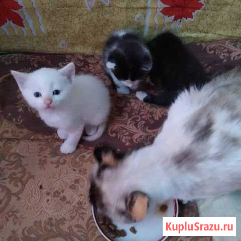 Котята Ногинск - изображение 1