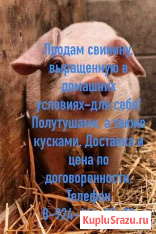 Мясо свинины Белогорск - изображение 1