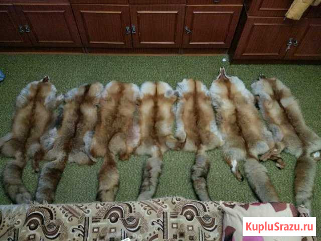 Шкуры лисы Козьмодемьянск - изображение 1