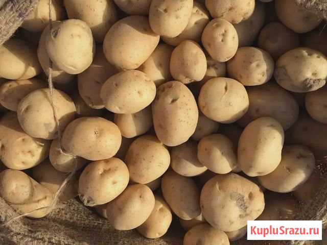 Картофель продам Торжок - изображение 1