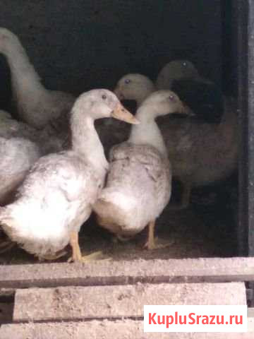 Бройлерная утка Темп Ижевск - изображение 1