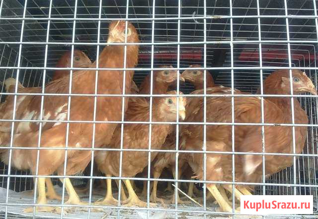 Куры Несушки Молодки Озерск - изображение 1
