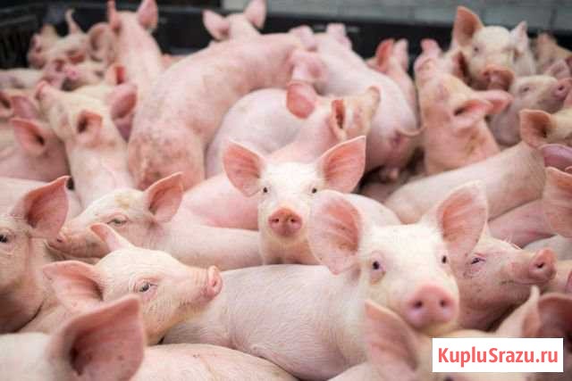 Продам поросят Южа - изображение 1
