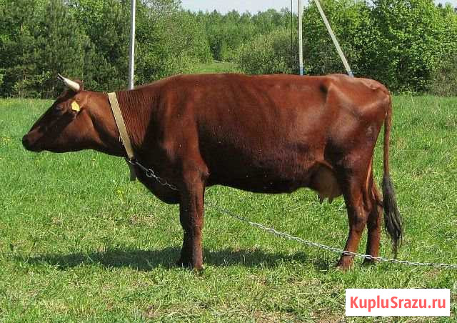 Теленок. Тёлочка, будущая молочная корова Новозыбков - изображение 1