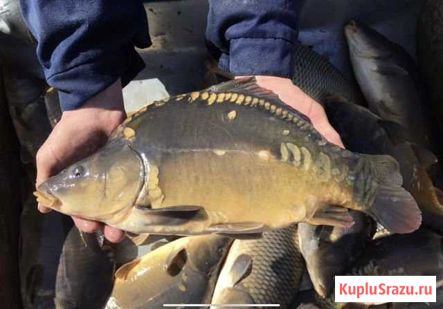Карп живой Лакинск - изображение 1