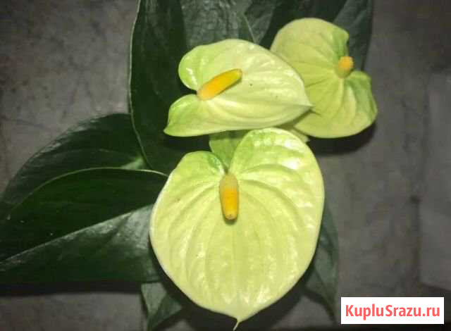 Антуриум Ванилла Новокузнецк - изображение 1