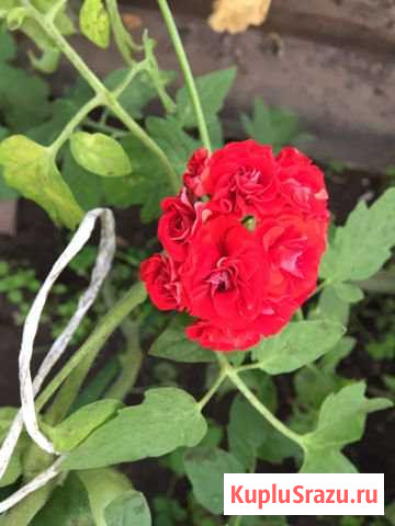 Комнатные растения Черное - изображение 1