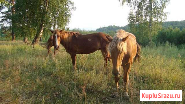 Мясо конины Салават - изображение 1